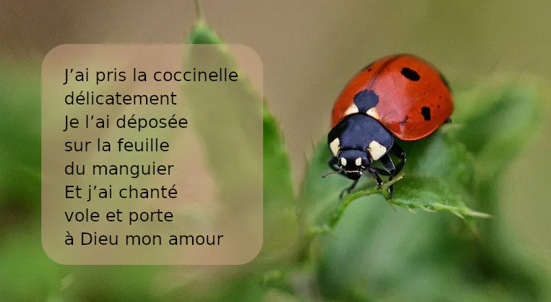 Petite coccinelle - Pr&eacute;lude au retour