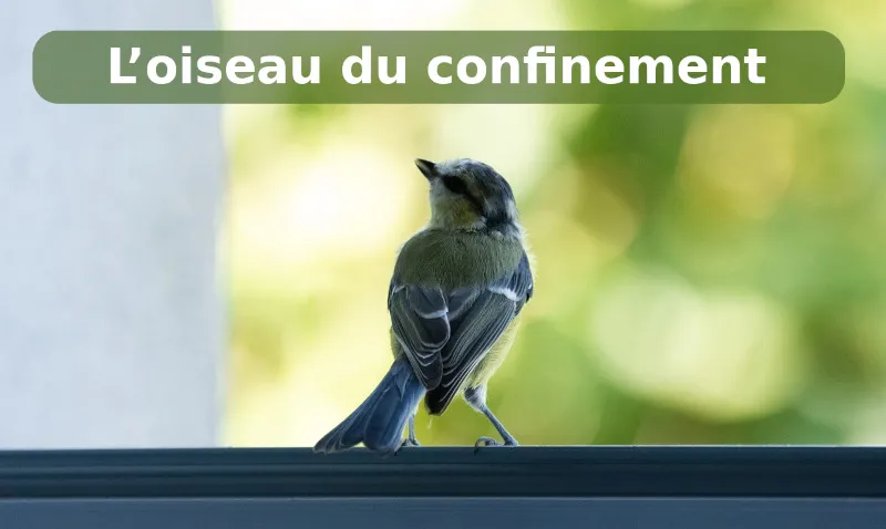 L'oiseau du confinement - Pr&eacute;lude au retour